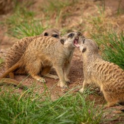 Akunna Okonkwo Profile Picture