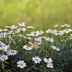 Tari Uchechi Profile Picture