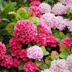 Onoriode Oluwatosin Profile Picture