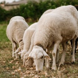 Abisola Joshua Profile Picture