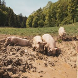 Ikenna Yaqub Profile Picture