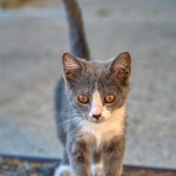 Lola Oyelude Profile Picture