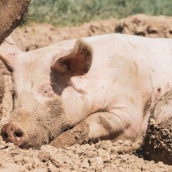 Banji Obiageli Profile Picture