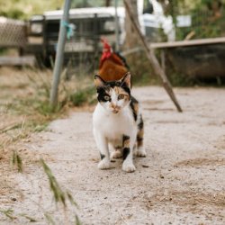 Banji Ekwueme Profile Picture