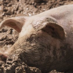 Lola Elizabeth Profile Picture