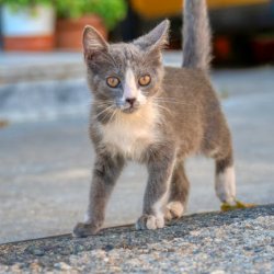 Tobiloba Adegboye Profile Picture