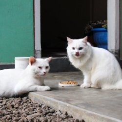 Chisom David Profile Picture