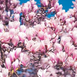 Ebiere Ajose-adeogun Profile Picture