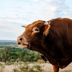 Ebiere Elizabeth Profile Picture