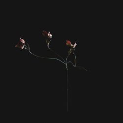 Onome Onose Profile Picture