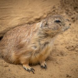 Hannah Nnaji Profile Picture