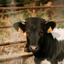 Sade Okafor Profile Picture